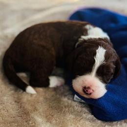 Kodiak- Male Reservation 1 - Brown and white male Sheepadoodle puppy in Spokane, Washington from Downriver Doodles