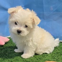 Camden - White and lemon male Maltese puppy in Aurora, Missouri from KnJ Precious Paws LLC
