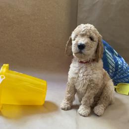 Goldendoodle Puppies from Dhalia’s Doodles