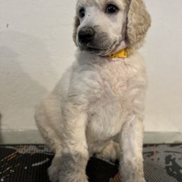 Poodle Puppies from Tyler Family Poodles
