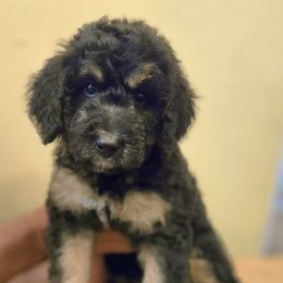 Burgundy Boy - Tri-color male Bernedoodle puppy in Taft, Tennessee from McGraw's Fetching Pups
