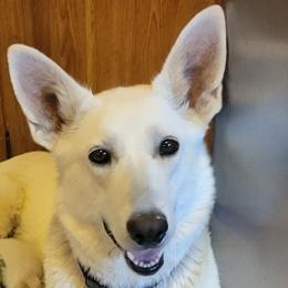 Flurry - German Shepherd