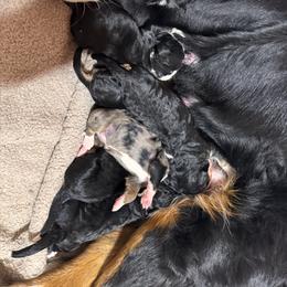 Baby Yoda - Tri-color male Bernedoodle puppy in Springfield, Missouri from Doodle Dandy Bernedoodles