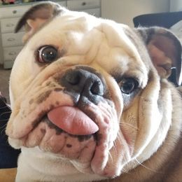 Bulldogs from Julie's Bullies