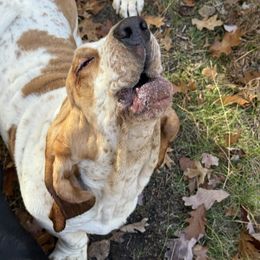 Gus gus - Basset Hound