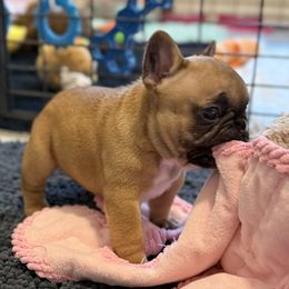 Buttercup - Fawn and white female French Bulldog puppy in Madison, Wisconsin from MadCity Frenchies
