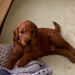 Goldendoodle Puppies from Cooley Doodles