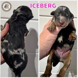 Iceberg - Blue merle female Bernedoodle puppy in Banner Elk, North Carolina from Walnut Tree Bernedoodles