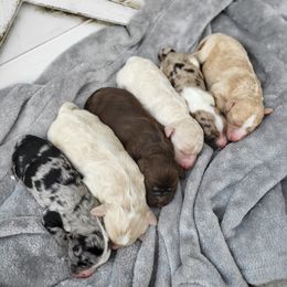 Aussiedoodle and Australian Mountain Doodle Puppies from Jagged Oaks Farm