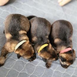 3rd Pick Position- Female - Sable female German Shepherd puppy in Harwood, Maryland from Reddington Shepherds