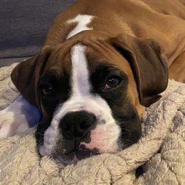 Boxers and Pugs from Willowbranch Canine Companions
