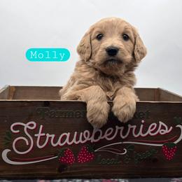 Molly - Apricot female Goldendoodle puppy in Neillsville, Wisconsin from Granton Creek