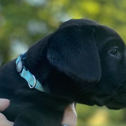 Diamond-aqua collar - Black Labrador Retriever puppy in Springfield, Missouri from Kellner Labradors