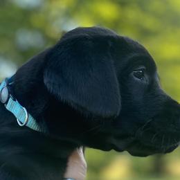 Diamond-aqua collar - Black Labrador Retriever puppy in Springfield, Missouri from Kellner Labradors
