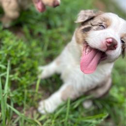 Woodrow - Red merle male Australian Shepherd puppy in Fort Myers, Florida from U Cross Australian Shepherds