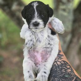 Girl 4 - Parti female Miniature Schnauzer puppy in Hickory, North Carolina from Selene's Schnauzers