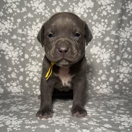 American Bully Puppies from M&M XL Bully Kennel