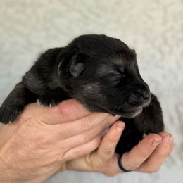 Scout - Black and silver German Shepherd puppy in Peoria, Arizona from Sunrise Shepherds