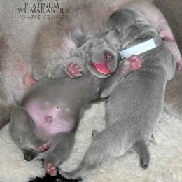 Weimaraner Puppies from Platinum Weimaraners
