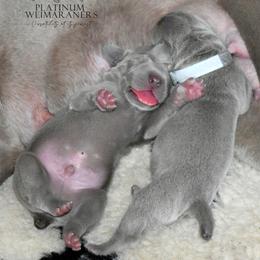Weimaraner Puppies from Platinum Weimaraners