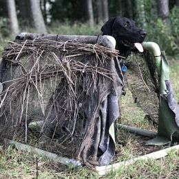 Labrador Retriever All Grown Up from Boomerang Farm