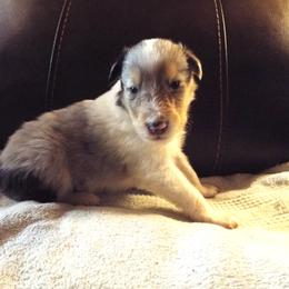 Harley - Blue merle and white male Collie puppy in New Mexico from Red Canyon