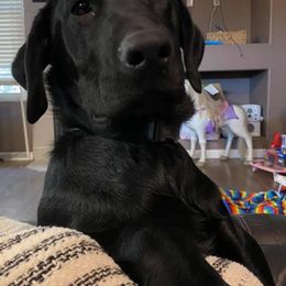 Labrador Retrievers from Solano Retrievers
