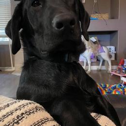 Labrador Retrievers from Solano Retrievers
