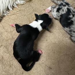 Fletcher - Black tri-color male Australian Shepherd puppy in Asheboro, North Carolina from Stellar Aussies