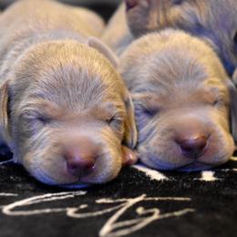Weimaraner puppies from Platinum Weimaraners