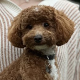 Charlie - Poodle