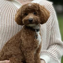 Charlie - Poodle