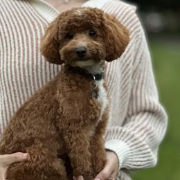 Charlie - Poodle