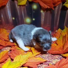Seraphina - Blue merle female Pomeranian puppy in Weatherford, Texas from Jeweled Poms
