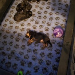 German Shepherd Puppies from Shield Kennels