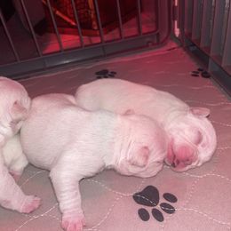 French Bulldog Puppies from Elite Bullies Miami