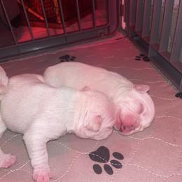 French Bulldog Puppies from Elite Bullies Miami