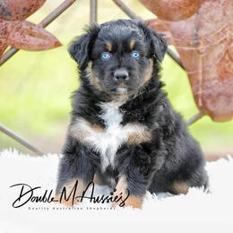 Breeze - Black tri-color female Australian Shepherd puppy in Olivehurst, California from Double M Aussies