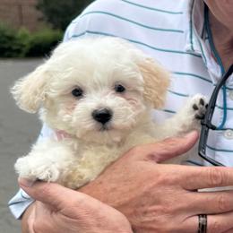 Mimi - White female Maltipoo puppy in Wendell, North Carolina from Teddys Teddy Bears