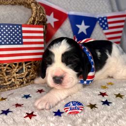 A.C. Slater - Black and white male English Springer Spaniel puppy in Swainsboro, Georgia from Sweet Georgia Springers