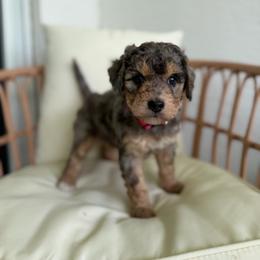 Sunny - Merle female Bernedoodle puppy in Loxahatchee, Florida from SR. Doodle pupps