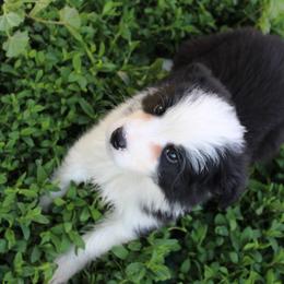Hannibal Lector - Black male Border Collie puppy in Crawfordsville, Indiana from Rescued Dreams Border Collies