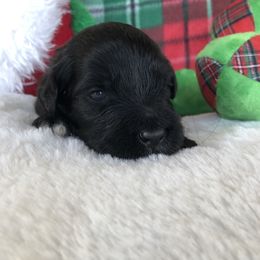 Portuguese Water Dog Puppies from Aguas De Seda PWD