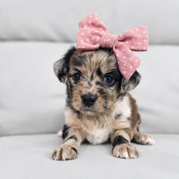 Magic - female Cavapoochon puppy in Bullard, Texas from Cavapoochon Central LLC
