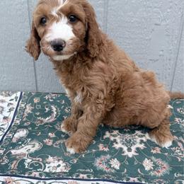 Puppy 2 - Apricot male Irish Doodle puppy in Bloomfield, Iowa from Schooley Doodles