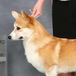 Sloane - Pembroke Welsh Corgi