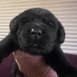 2nd Pick Black Female - Black female Labrador Retriever puppy in Louisiana from Fetchmoore’s Labrador Retrievers