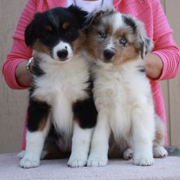 Miniature American Shepherd Puppies from Gottabe Miniature American Shepherds