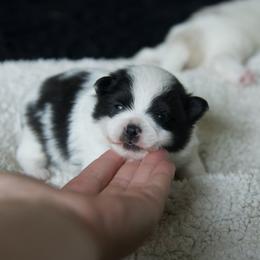 Oreo - Black parti male Pomeranian puppy in Saint Ignatius, Montana from Pomeranians Montana