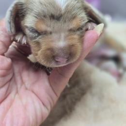 Opal - Dapple female Dachshund puppy in Arthur, Illinois from Dachs and Poms